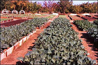 grow-boxes grow-boxes