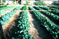 soil-bed-grow-bed soil-bed-grow-bed