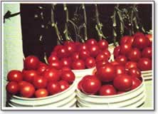 Tomatoes