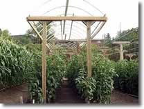 Vine tomatoes